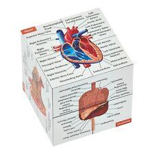 Human Anatomy Study Cube | Anatomy Gift | Learn 9 Parts of The Human Body